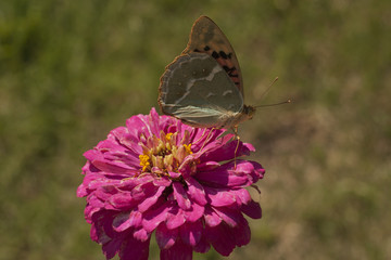 Silver-washed fritillary. The butterfly eats nectar.