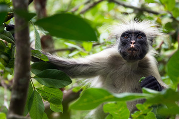 Endangered Zanzibar red colobus monkey (Procolobus kirkii), Jozani forest, Zanzibar island, Tanzania