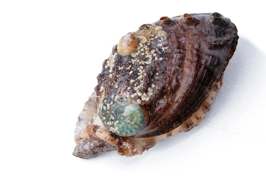 Abalone with seafood