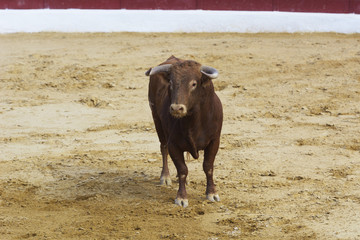 Toro bravo español en la arena de una plaza de toros