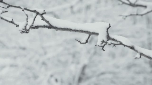 Winter landscape with falling snow. Detail of tree twig. Everything is covered with fresh powder. Intense atmosphere like Nordic detectives. Winter background for Christmas theme. Static day shot.