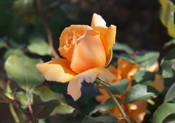 Fresh beautiful cultivated roses in the garden in full bloom/ Shallow depth of field, selective focus