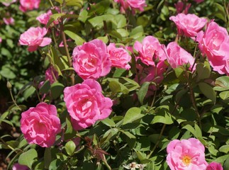Fresh beautiful cultivated roses in the garden in full bloom/ Shallow depth of field, selective focus