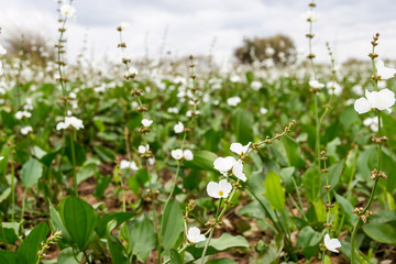 Fototapeta premium desolate beach in summer with storm and white camalotes in bloom in the city of federation, province of Entre Ríos, Argentina
