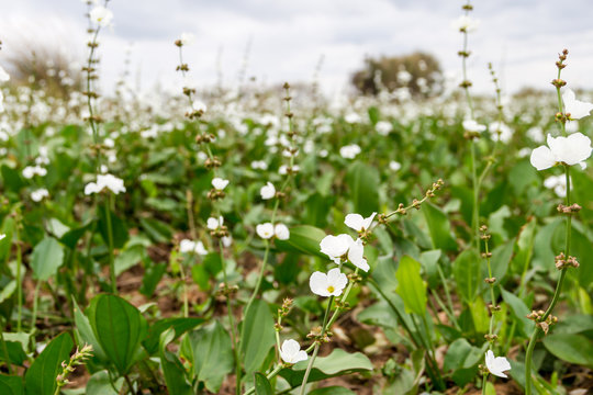 desolate beach in summer with storm and white camalotes in bloom in the city of federation, province of Entre R&iacute;os, Argentina