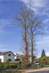 Two dry linden trees on the road near the usual European village