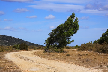 Windfl&uuml;chter B&auml;ume in den Corbieres, Frankreich