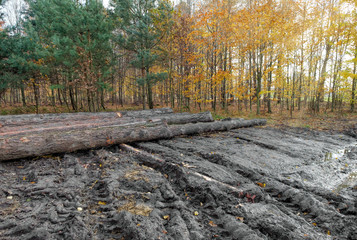 Logs of trees in the forest 