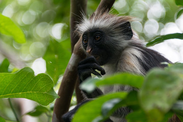 Endangered Zanzibar red colobus monkey (Procolobus kirkii), Jozani forest, Zanzibar island, Tanzania