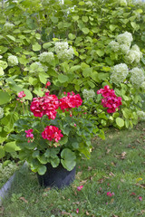 A pot of blooming red geranium is on the grass near the hydrangea bush