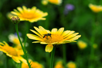 Bee and field of daisy flowers.