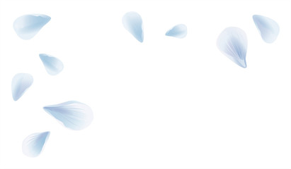White Blue sakura flying petals isolated on White background. Petals Roses Flowers. Vector