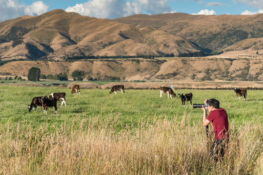 Young Asian male photographer taking photos of cows in the farm. Livestock in South Island, New Zealand. Travel and photography concepts