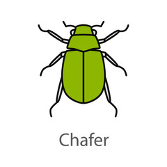European chafer color icon