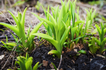 How flowers grow in the garden in the spring. A young bush of spring flowers, seedlings, a spring thaw, a garden, a garden.
