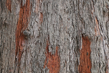 Texture of the palm tree bark