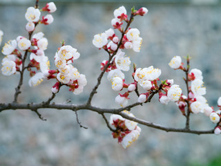 View of apricot twigs with flowers in View spring