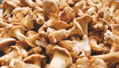 Close up picture of forest mushroom boletus