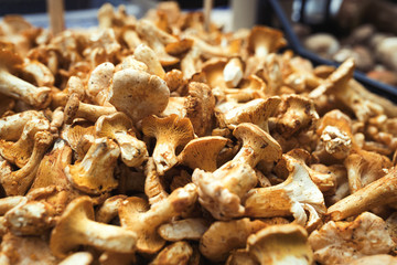 Close up picture of forest mushroom boletus