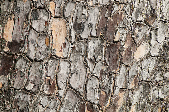 Texture of the bark of a pine tree