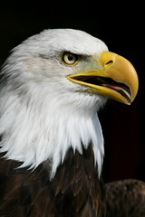 Portrait of Bald Eagle (Haliaeetus leucocephalus) the United States national bird 