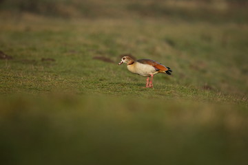 Alopochen aegyptiaca. It comes from Africa. Expanded throughout Europe. The wild nature of the Czech Republic. Free nature. From bird life. Bird on the river and in the grass. Czech Republic. Europe.