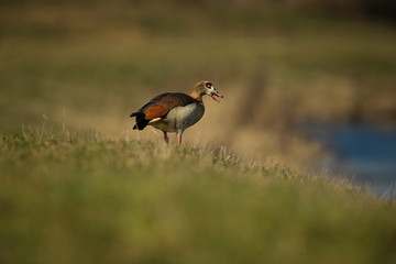 Alopochen aegyptiaca. It comes from Africa. Expanded throughout Europe. The wild nature of the Czech Republic. Free nature. From bird life. Bird on the river and in the grass. Czech Republic. Europe.