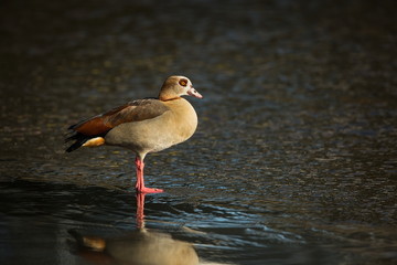 Alopochen aegyptiaca. It comes from Africa. Expanded throughout Europe. The wild nature of the Czech Republic. Free nature. From bird life. Bird on the river and in the grass. Czech Republic. Europe.