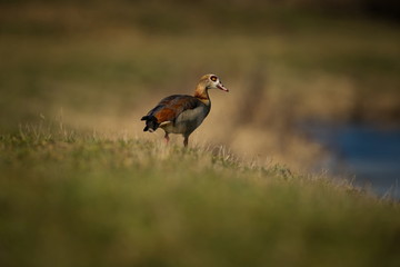 Alopochen aegyptiaca. It comes from Africa. Expanded throughout Europe. The wild nature of the Czech Republic. Free nature. From bird life. Bird on the river and in the grass. Czech Republic. Europe.