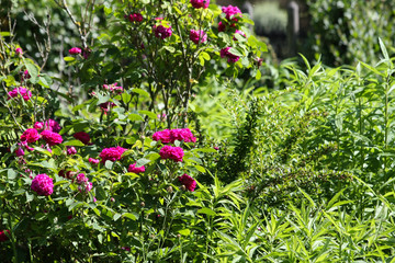 Rosen im Landhausgarten