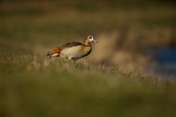 Alopochen aegyptiaca. It comes from Africa. Expanded throughout Europe. The wild nature of the Czech Republic. Free nature. From bird life. Bird on the river and in the grass. Czech Republic. Europe.