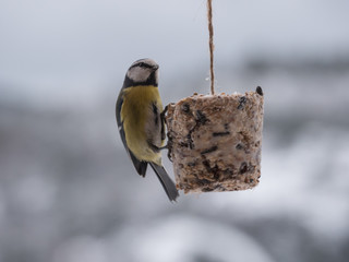 Blue tit feeding in the cold winter