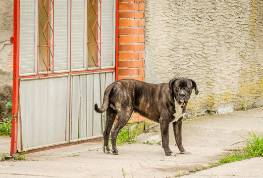 Brindle Bullmastiff walking in front of the entrance gate  - Powered by Adobe