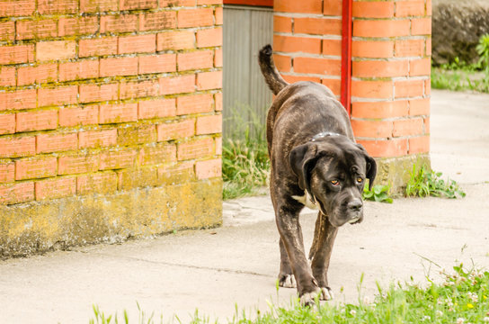 Brindle Bullmastiff walking in front of the entrance gate 
