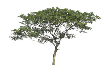 A real tree isolated white background. This is an element object.