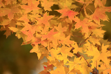 Rich and colorful autumn leaves in a beautiful park