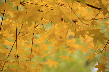 Rich and colorful autumn leaves in a beautiful park