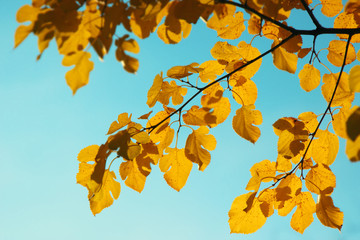 Autumn leaf nature background. Yellow leaves over blue sky