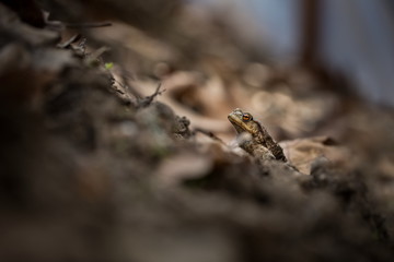 Bufo bufo. Expanded throughout Europe. Asia. Japan. Morocco and Algeria. In Tibet about 3000m. The wild nature of the Czech Republic. Spring nature. From Frog Life. Free nature. European nature. Frog 