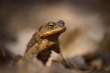 Bufo bufo. Expanded throughout Europe. Asia. Japan. Morocco and Algeria. In Tibet about 3000m. The wild nature of the Czech Republic. Spring nature. From Frog Life. Free nature. European nature. Frog 