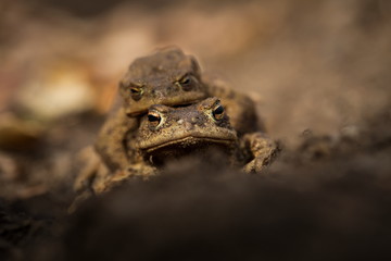 Bufo bufo. Expanded throughout Europe. Asia. Japan. Morocco and Algeria. In Tibet about 3000m. The wild nature of the Czech Republic. Spring nature. From Frog Life. Free nature. European nature. Frog 