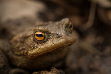 Bufo bufo. Expanded throughout Europe. Asia. Japan. Morocco and Algeria. In Tibet about 3000m. The wild nature of the Czech Republic. Spring nature. From Frog Life. Free nature. European nature. Frog 