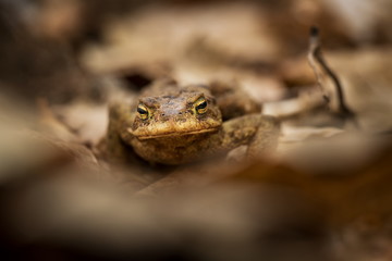 Bufo bufo. Expanded throughout Europe. Asia. Japan. Morocco and Algeria. In Tibet about 3000m. The wild nature of the Czech Republic. Spring nature. From Frog Life. Free nature. European nature. Frog 
