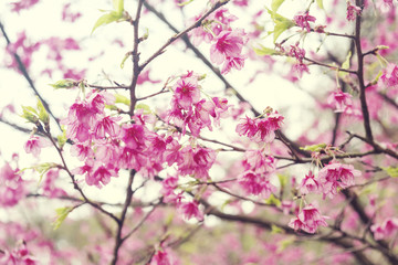 Fototapeta na wymiar Soft focus Giant tiger flowers (Cherry blossom) on diffuse background in Springtime.