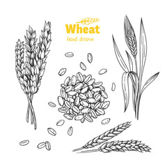 Wheat hand drawn illustration