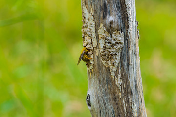 Bumble bee catch on a stump dry