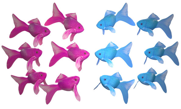 Fische zwei Parteien