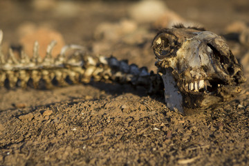 Animal remains on ground in rural area