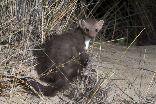 Steinmarder (Martes foina) - Beech marten