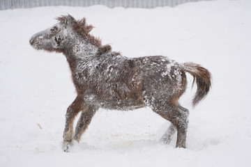 Fototapeta na wymiar 冬の馬